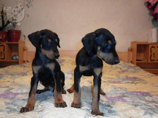 PoulaTo: Kαλή τιμή!!!.Πουλάω όμορφα κουτάβια ράτσα DOBERMAN – Ντόμπερμαν - 300 euro